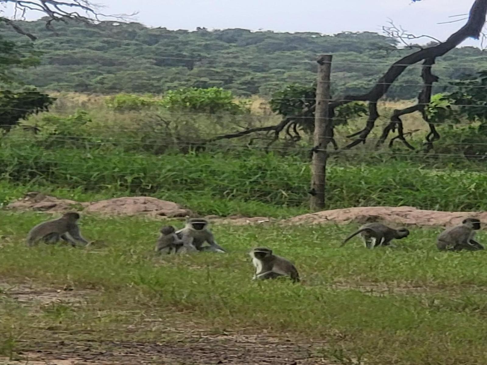 Ihlozi Bush Lodge Hluhluwe Esterno foto